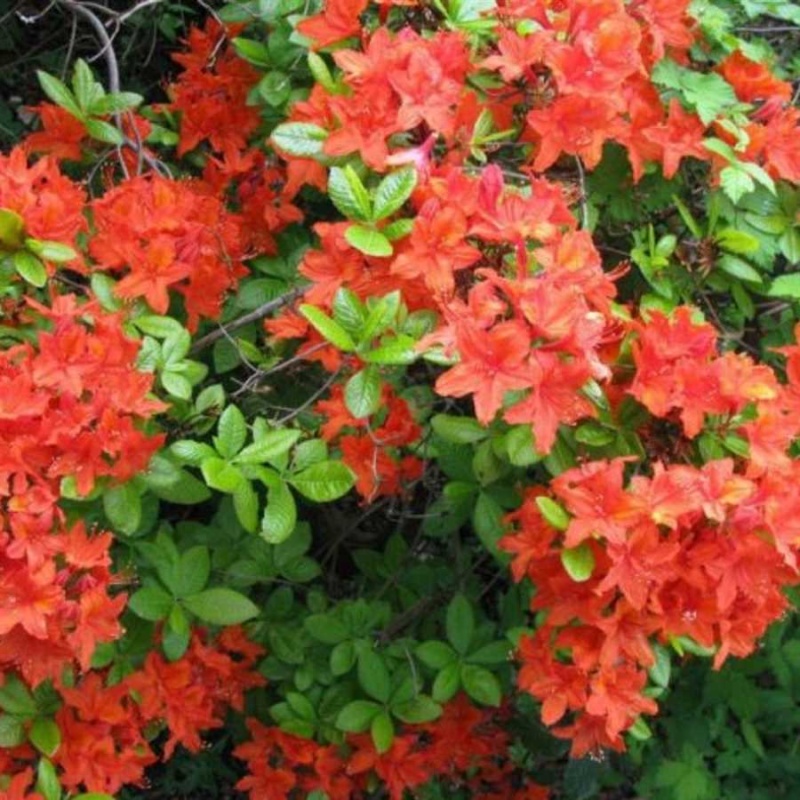 Основное изображение товара