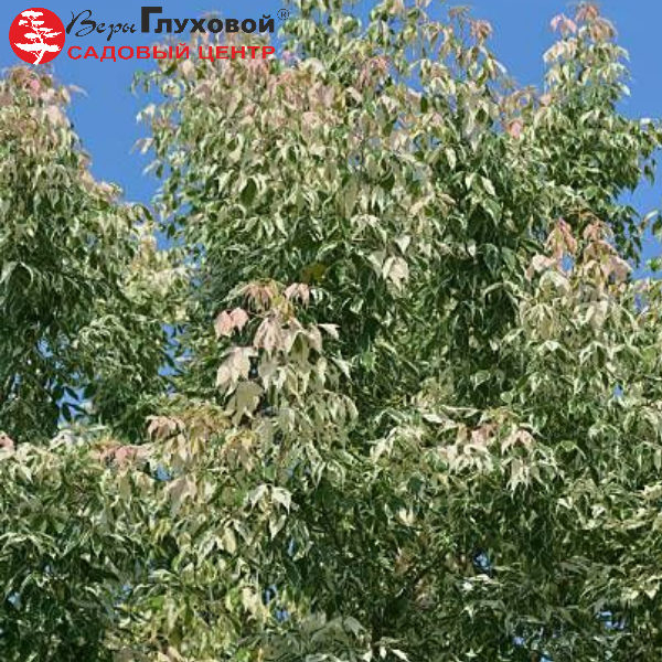 Клён ясенелистный "Фламинго" Acer negundo 'Flamingo'