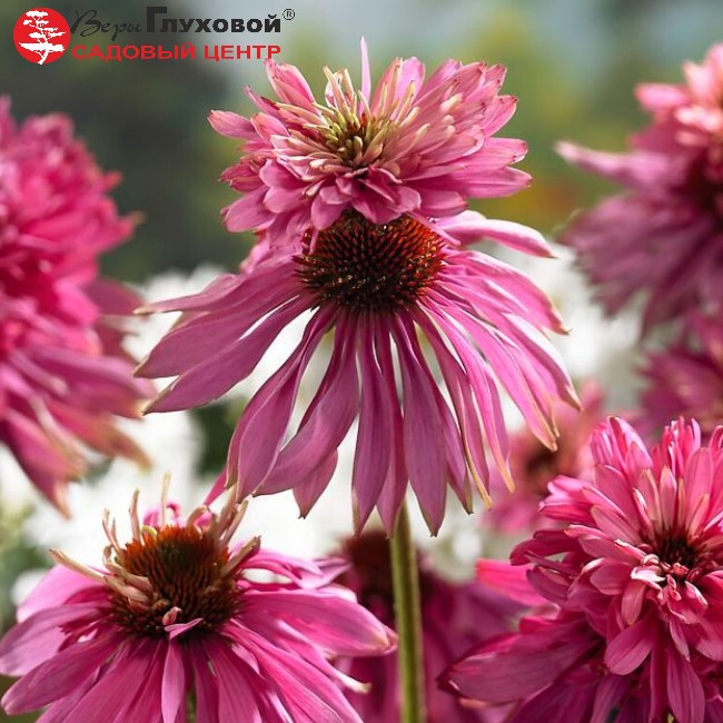 Основное изображение товара