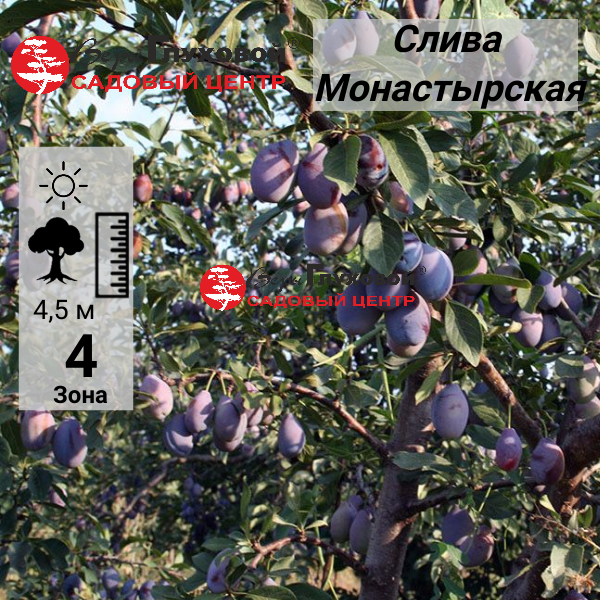 Основное изображение товара