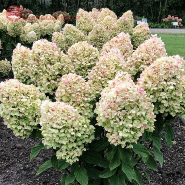 Гортензия метельчатая Коттон Крем
