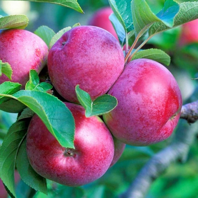 Яблоня Спартан (зимний сорт)