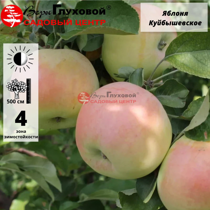 Яблоня Куйбышевское (зимний сорт) С5