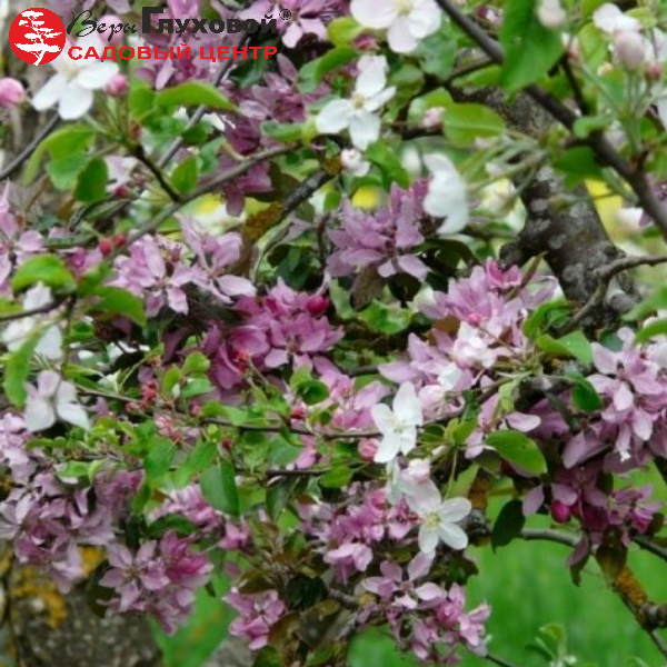 Основное изображение товара