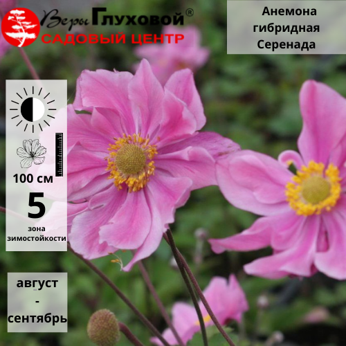 Основное изображение товара