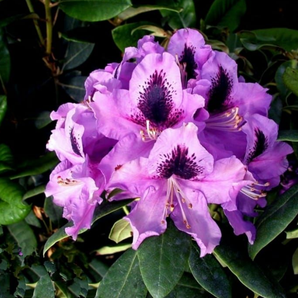 Основное изображение товара