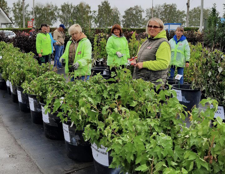 В продажу поступили саженцы плодовых кустарников в контейнере и ОКС В продажу поступили саженцы плодовых кустарников в контейнере и ОКС