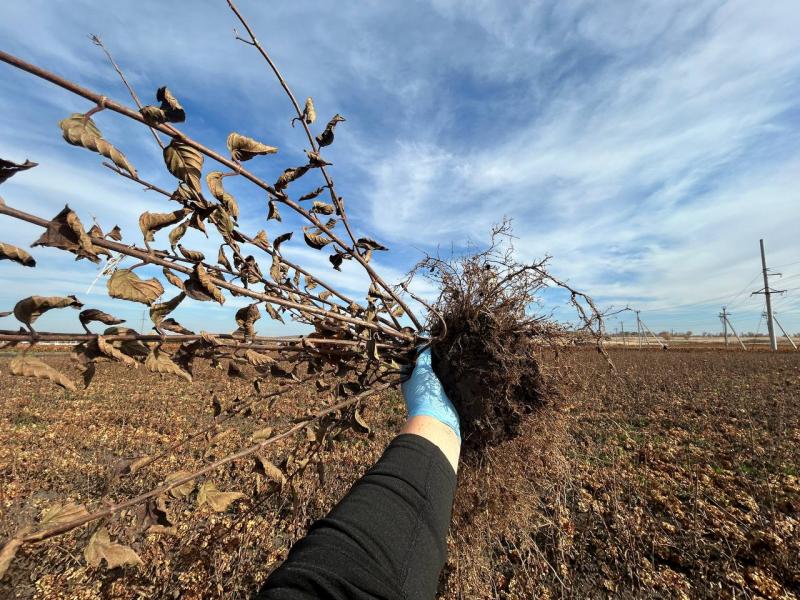 СОБИРАЕМ УРОЖАЙ! 