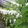 Дицентра (Dicentra spectabilis) великолепная Альба С2 НСп/26