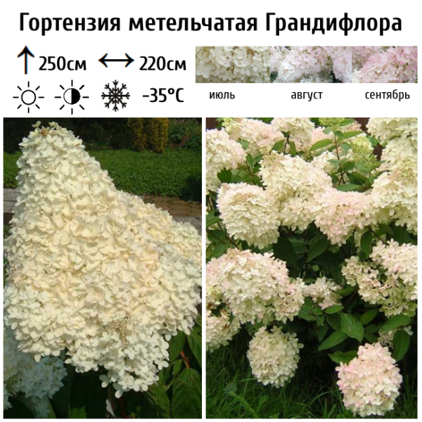 Основное изображение товара