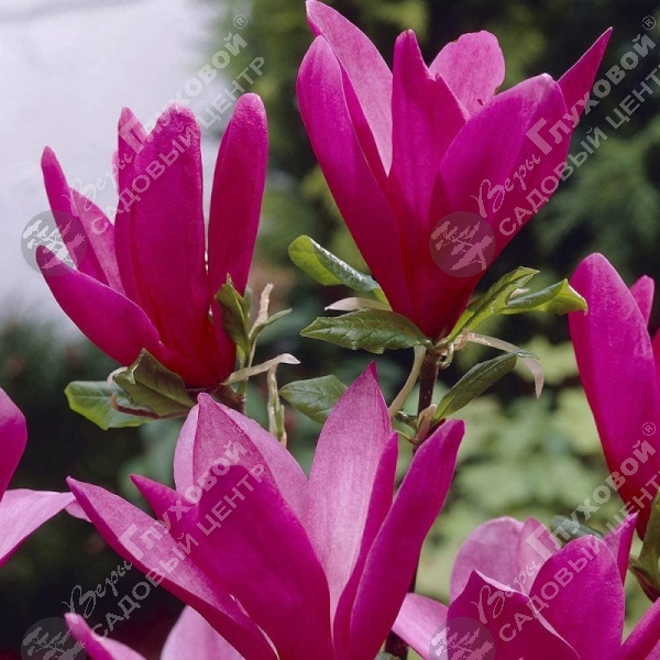 Магнолия гибридная "Сьюзан" на фото