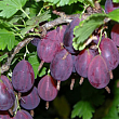 Крыжовник 