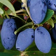 Жимолость 