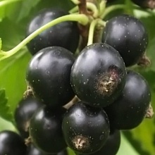 Основное изображение товара