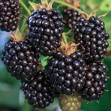 Основное изображение товара