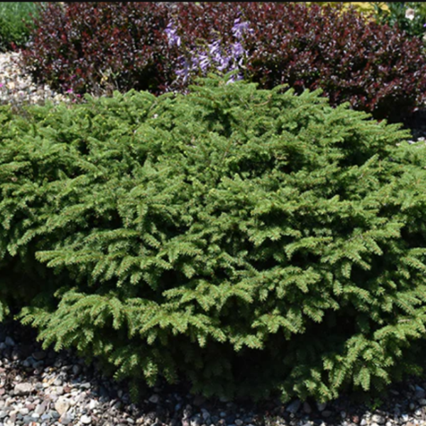 Основное изображение товара