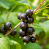 Смородина черная Услада (средний сорт)