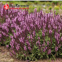 Основное изображение товара