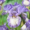 Ирис германский (Iris germanica) Форингслош С3 ГлХ/24