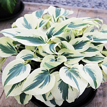 Основное изображение товара