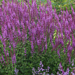 Шалфей дубравный 
