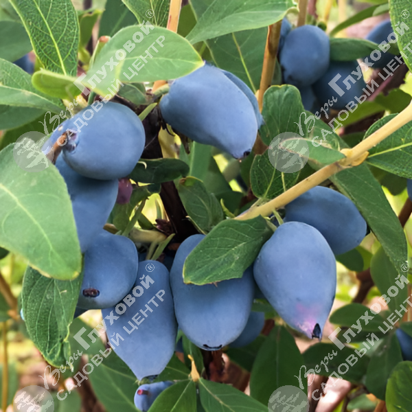 Жимолость "Бореалис" на фото