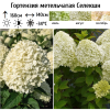 Гортензия метельчатая (Hydrangea paniculata) Селекшн 2-3вет ОКС СП/25
