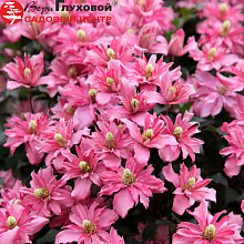 Основное изображение товара