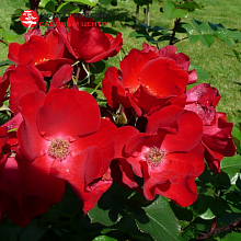 Основное изображение товара