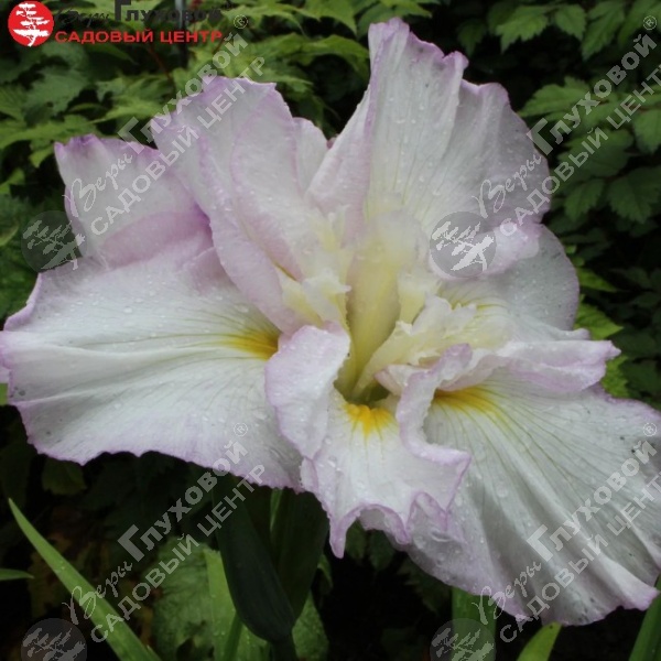 Ирис мечевидный  "Леди ин Вотинг" на фото