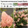Гортензия метельчатая (Hydrangea paniculata) Сандей Фрейз 2-3вет ОКС СП/25