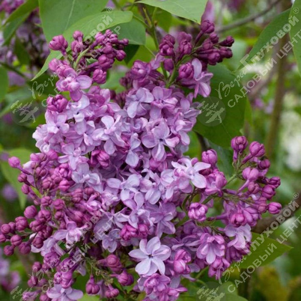 Сирень обыкновенная "Генерал Персинг" на фото