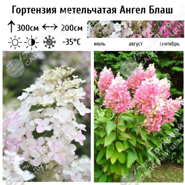 Гортензия метельчатая "Ангел Блаш" на фото