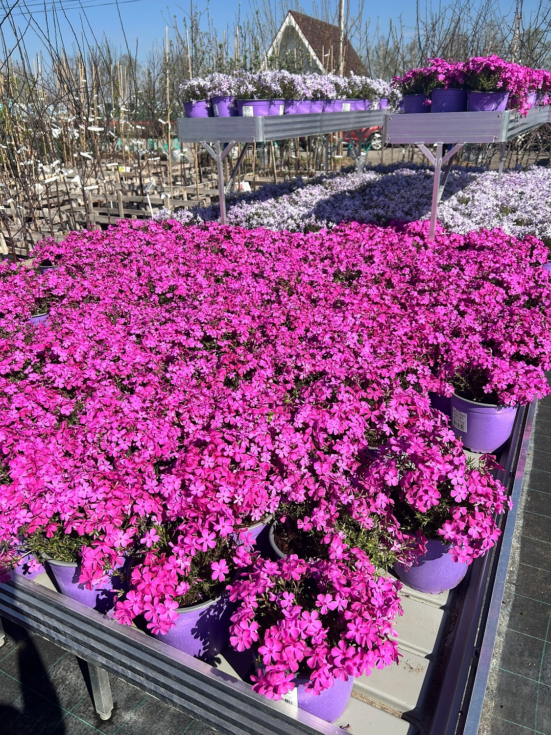 Пышные, ароматные и невероятно разнообразные