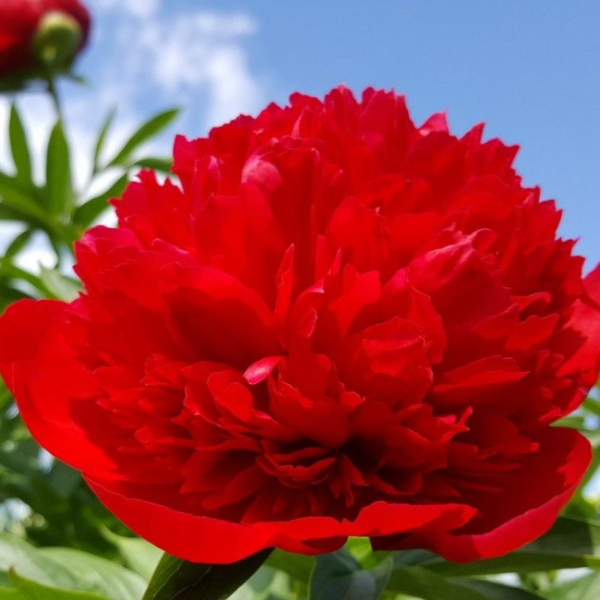 Основное изображение товара