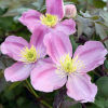 Клематис горный (Clematis montana) 'Tetrarose' 80-100 С3 БдН/26