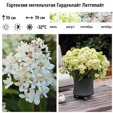 Основное изображение товара