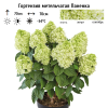 Гортензия метельчатая (Hydrangea paniculata) Паненка С3 РАст/24