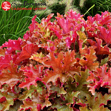 Основное изображение товара