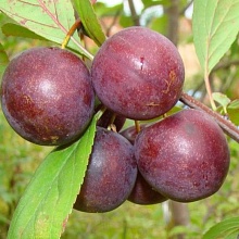 Основное изображение товара