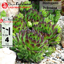 Основное изображение товара