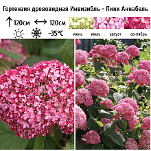 Основное изображение товара