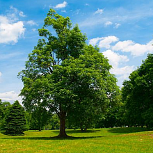 Основное изображение товара