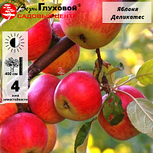 Яблоня Деликатес (осенний сорт)