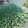 Можжевельник горизонтальный (Juniperus horisontalis) Блю Чип  С3 СП/25