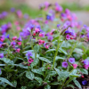 Медуница гибридная (Pulmonaria hybridum) Смоки Блю С2 ГлХ/26
