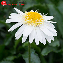 Основное изображение товара