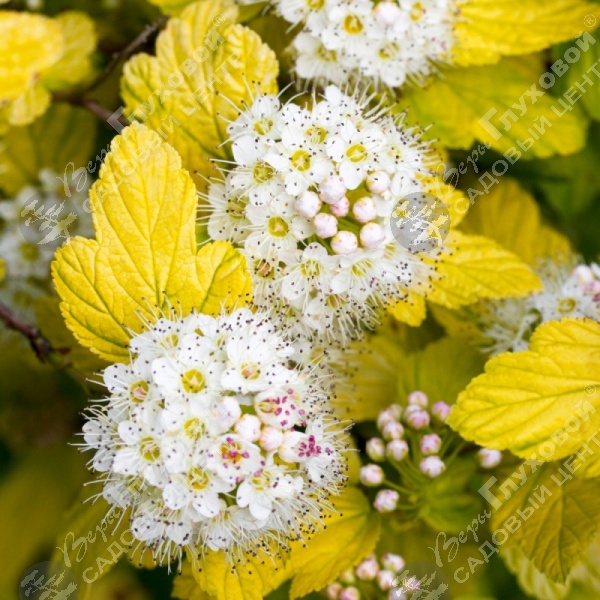 Пузыреплодник калинолистный "Ангел Голд" на фото