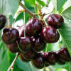 Черешня "Речица" на фото