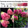 Гортензия метельчатая "Колорфул Коктейль" на фото